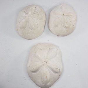 Large Sand Dollar Sea Biscuit Puffy 5" x 4" Vintage Natural Set of 3